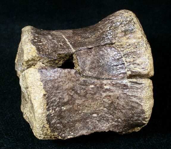 Pachycephalosaurus Caudal Vertebrae #12690